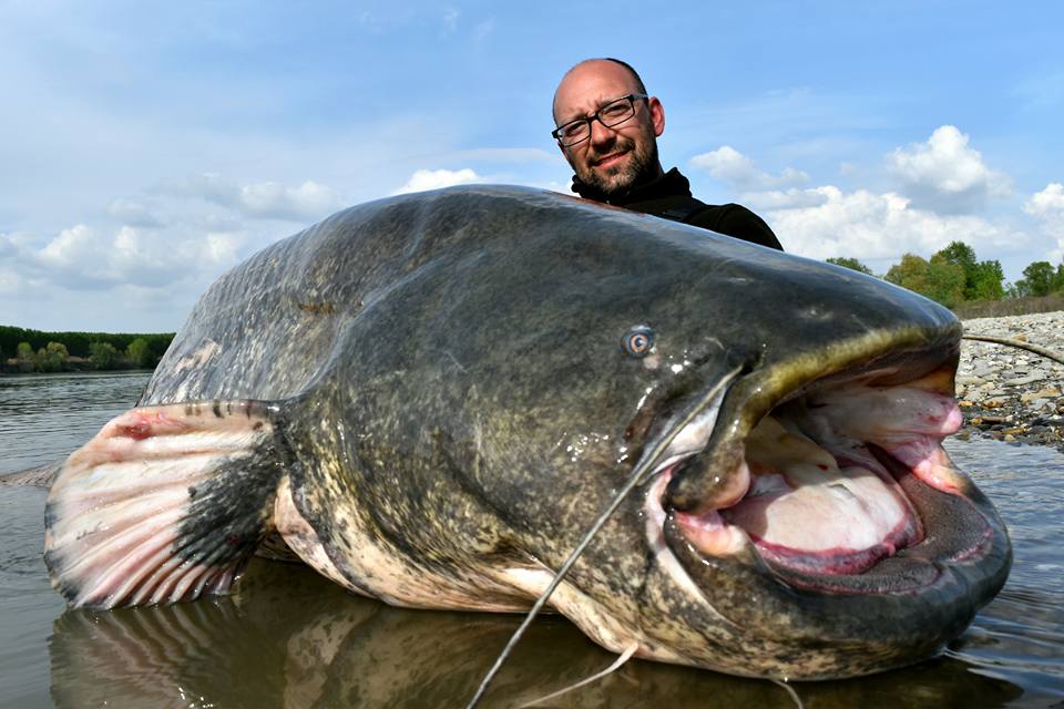 GIGANTICKÝ SUMEC O VÁZE 104 KILOGRAMŮ! Podívejte se na nádherné ...