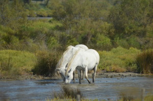 Koně z Canarque (2)