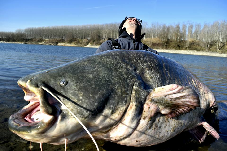 Trofejní sumec z Itálie: Rybář chytil sumce o váze 106,5 kilogramů ...