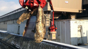 Fishy Business - Blockage Was Huge Catfish