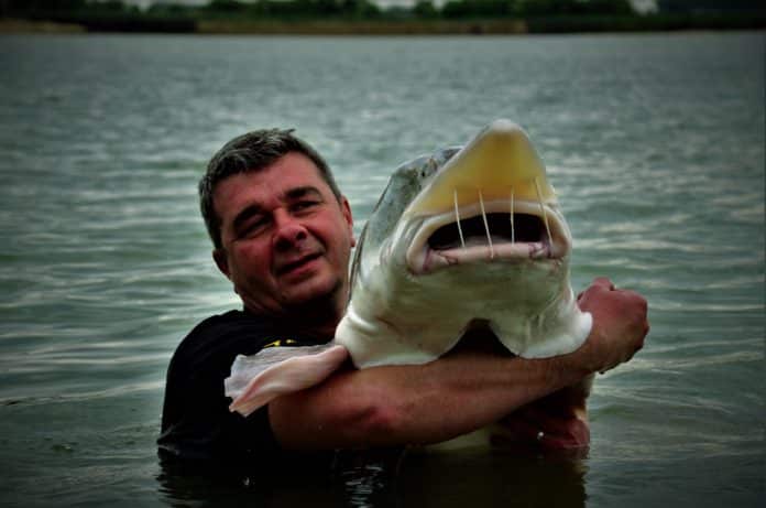 Rybář ulovil při rybaření velkou vyzu