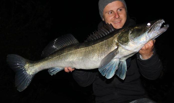 Rybář chytil velkého candáta při noční přívlači na umělou nástrahu