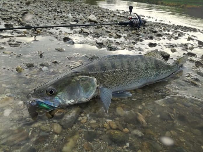 Candát leží na kamenitém dně s umělou nástrahou v tlamě