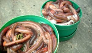 Rousnice na ryby v zelených krabičkách na žížaly