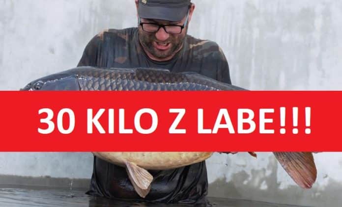 Kapitální kapr šupináč o váze 30 kilogramů z řeky Labe