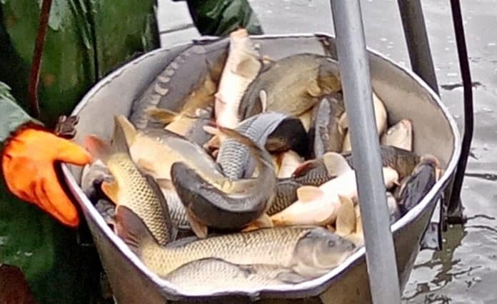 Velké množství kaprů v rybářské kádi při nasazování ryb