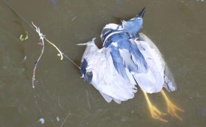 Mrtvý pták kvakos nocni, který se oběsil na kusu rybářského vlasce