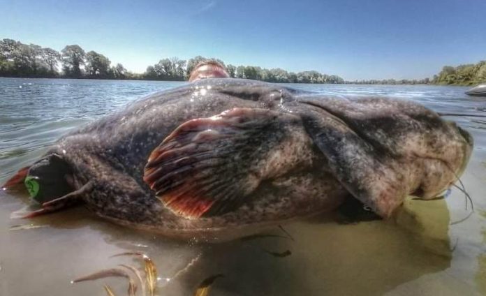 Úlovek obrovského sumce při rybaření ve Francii