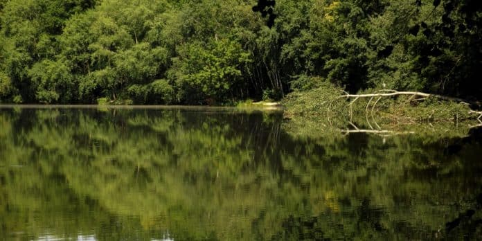 Vyvráceny strom, který leží v rybníku