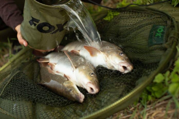 Rybář polévá vodou tři ulovené parmy na podběráku
