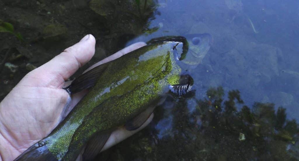 Rybář pouští uloveného lína, kterého chytil při rybaření na plavanou