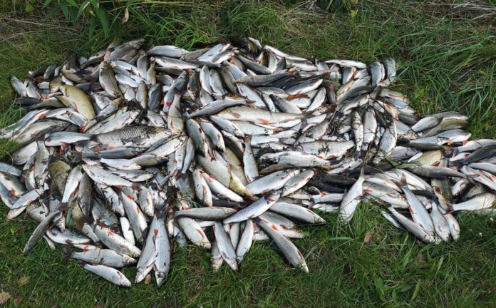 Hromadný úhyn ryb na Bečvě po úniku jedovaté látky