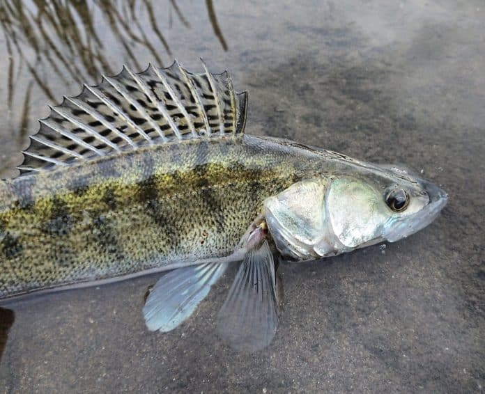 Rybář pouští uloveného candáta s naježenou hřbetní ploutví do revíru