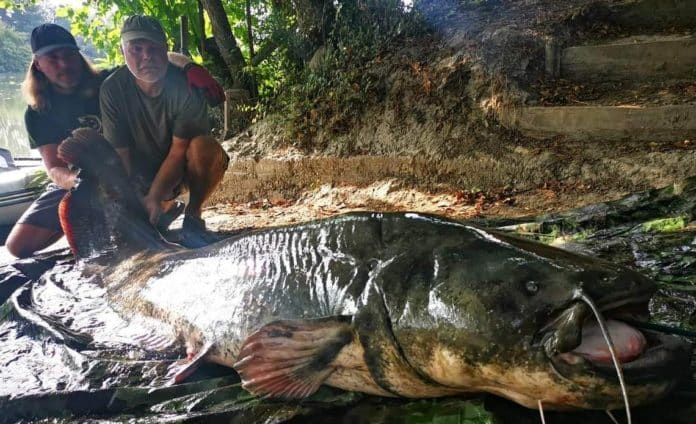 Rybáři ulovili velkého sumce, kterého položili na podložku na břehu