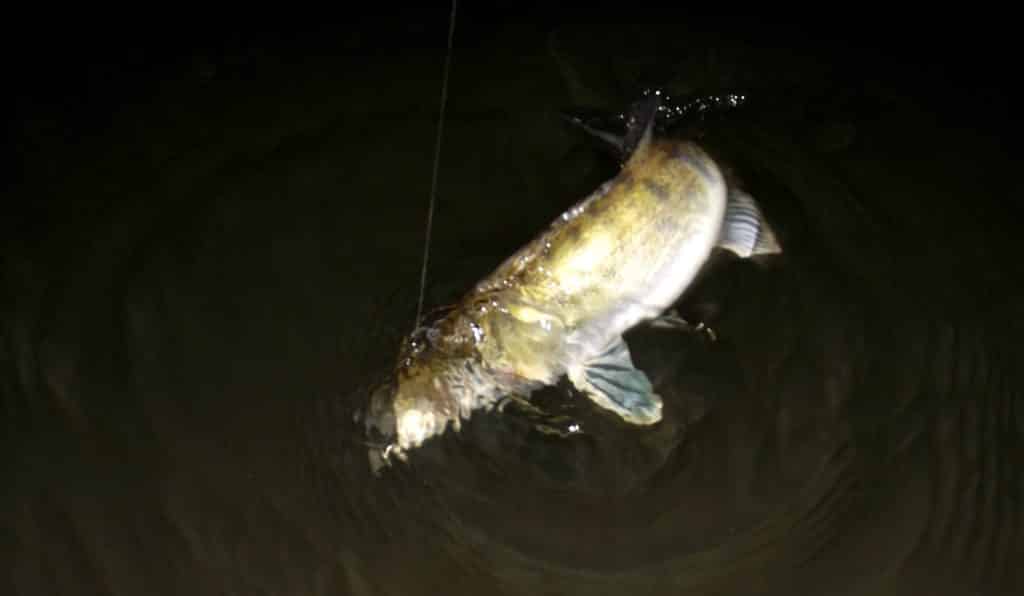 Zdolávání candáta při nočním rybaření na přívlač