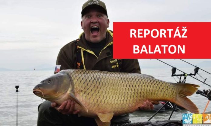 Rybář se raduje z úlovku velkého kapra šupináče na maďarském jezeře Balaton