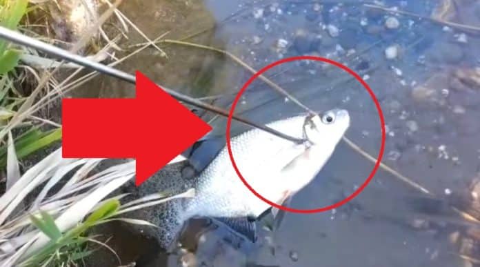 Rybář propíchl uloveného cejna vidličkou na prut