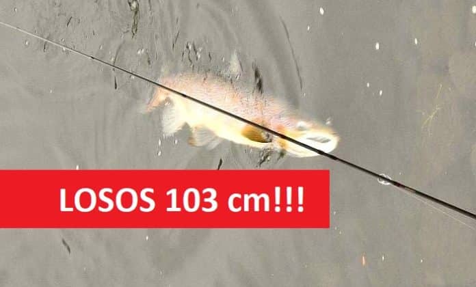 Zdolávání lososa o délce přes 100 centimetrů na řece Labi