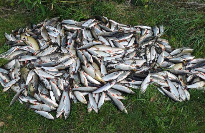 Hromada mrtvých ryb, které uhynuly při ekologické havárii na Bečvě