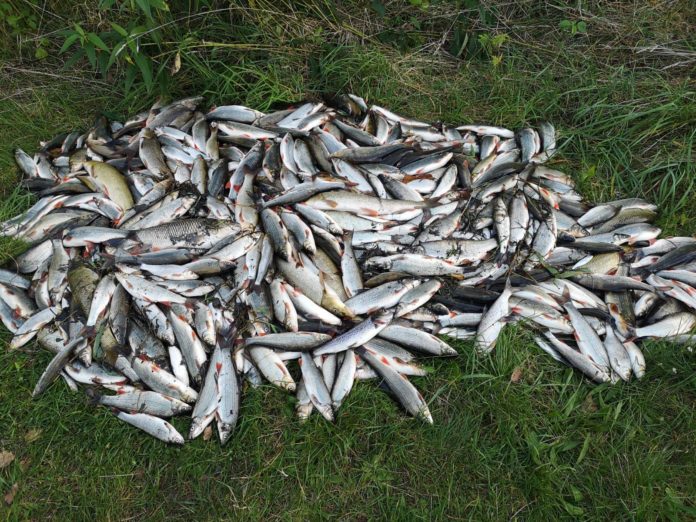 Velká hromada mrtvých ryb, které zabila ekologická havárie na řece Bečvě