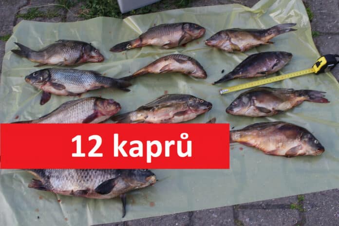 Zabitých 12 kaprů, které ukradl pytlák