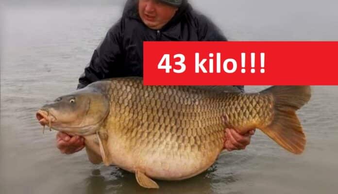 Velký úlovek kapra o váze 43 kilo z Francie