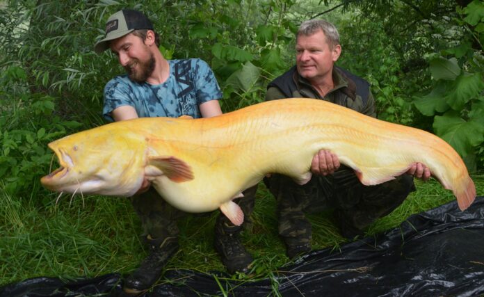Rybář ulovil trofejního sumce albína na české vodě