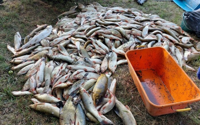 Hromadný úhyn ryb na řece Hron ve Slovensku