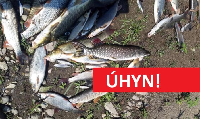 Uhynulé ryby z řeky Hron ve Slovensku