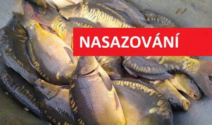 Násada kapra lysce v rybářské vaničce