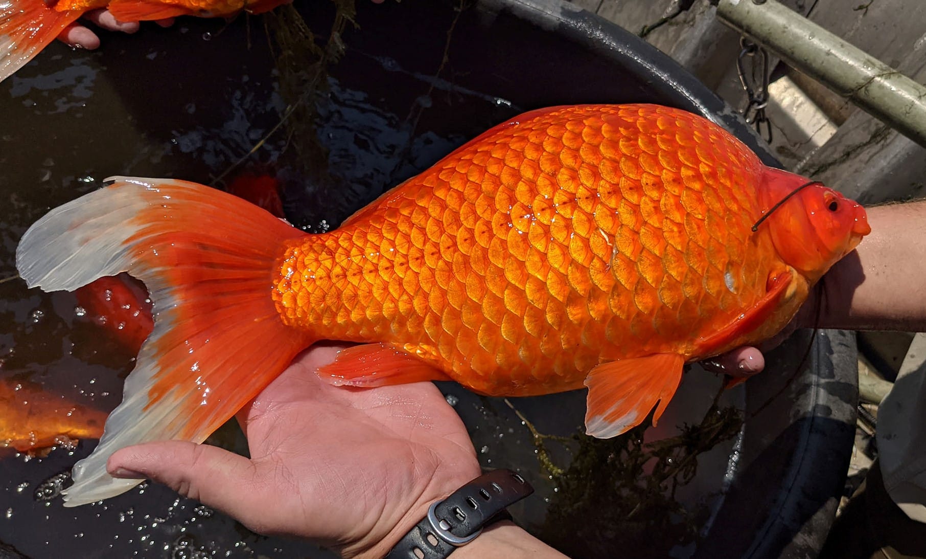 VIDEO: Obrovské zlaté rybky devastují jezera | InRybar.cz