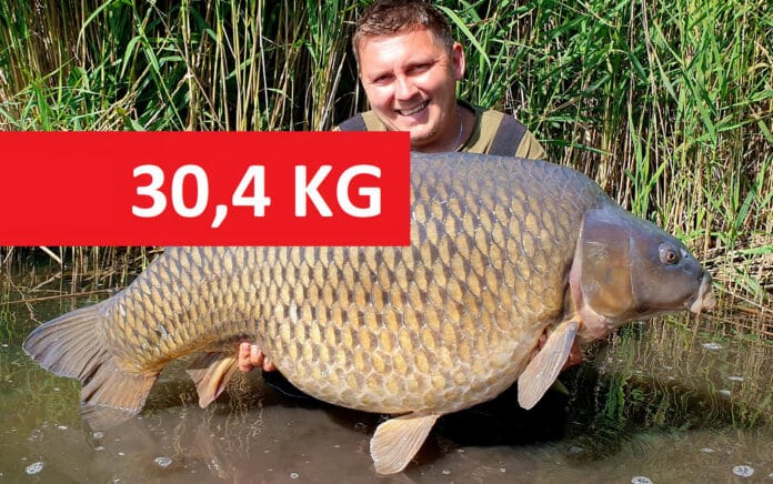 Trofejní kapr šupináč o váze 30,4 kilogramů z jezera Dělouš