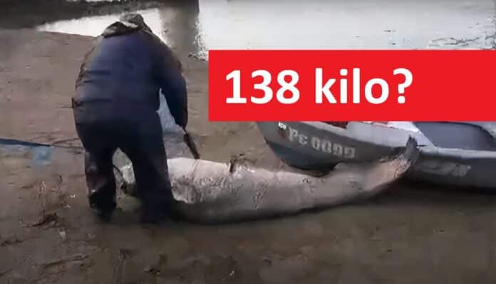 Rybář tahá uloveného sumce o váze 138 kilo ze člunu