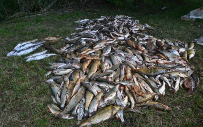 Hromada ulovený ryb leží na trávě na Slovensku
