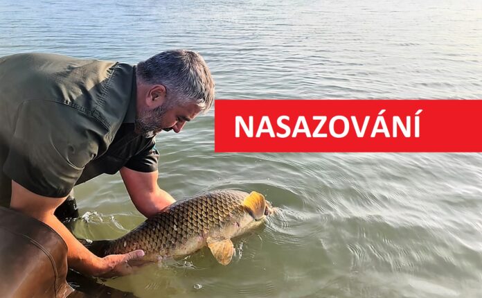 Rybář pouští velkého kapra do revíru při nasazování ryb