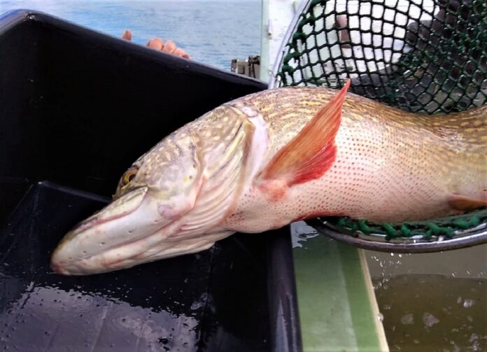 Trofejní štika v podběráku při nasazování ryb