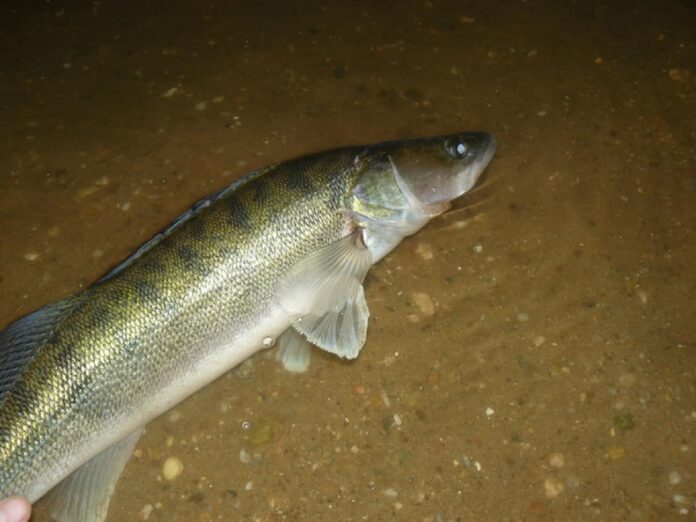 Ulovený candát na přívlač při nočním rybaření
