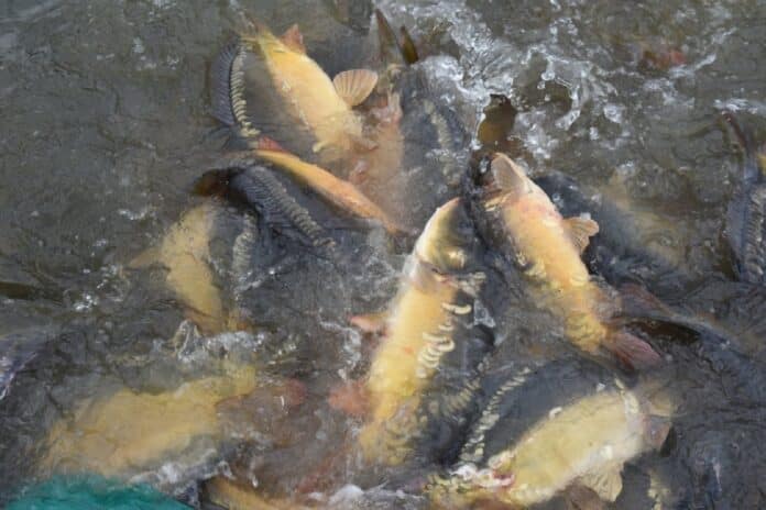 Násada kaprů, kterou rybáři pouští do vody