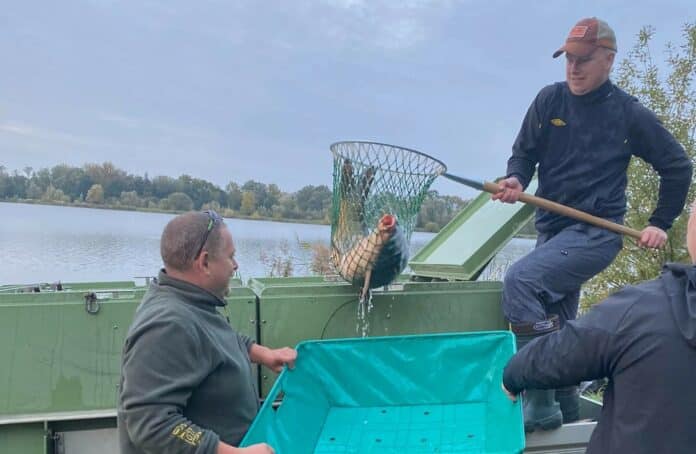 Rybáři nasazují trofejní kapry do revíru