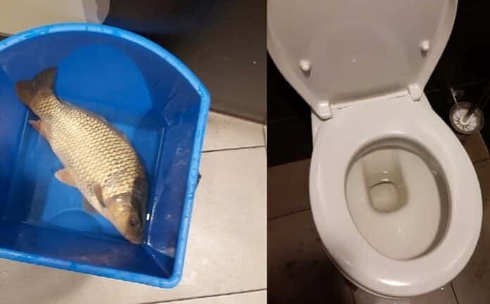 Kapr pohozený v záchodové míse v Pardubicích