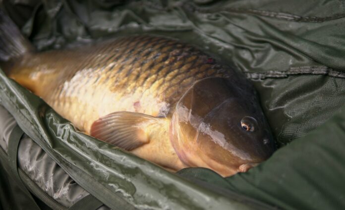 Kapr šupináč leží na podložce
