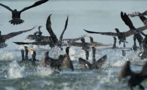 Kormoráno útočí na hejno ryb