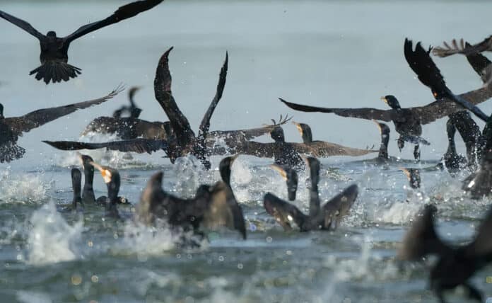 Kormoráno útočí na hejno ryb
