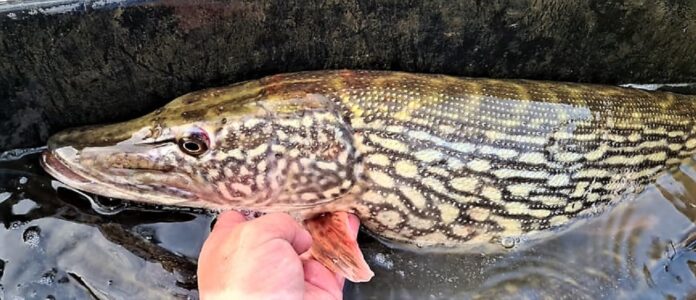 Velká štika v rybářské vaničce, kterou rybáři vysadí do revíru