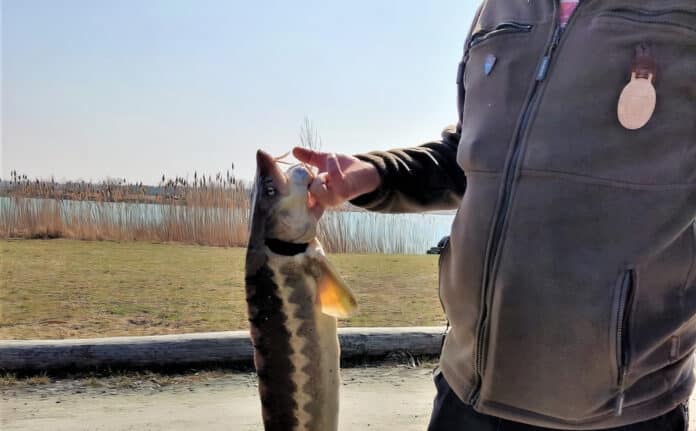 Rybářská stráž drží mrtvého jesetera, kterého zabil rybář na pískovně Písková Lhota