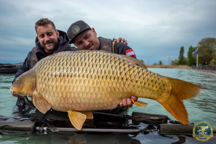 Obrovský kapr o váze přes 30 kilo ulovený na závodě IBCC 2022 v Maďarsku