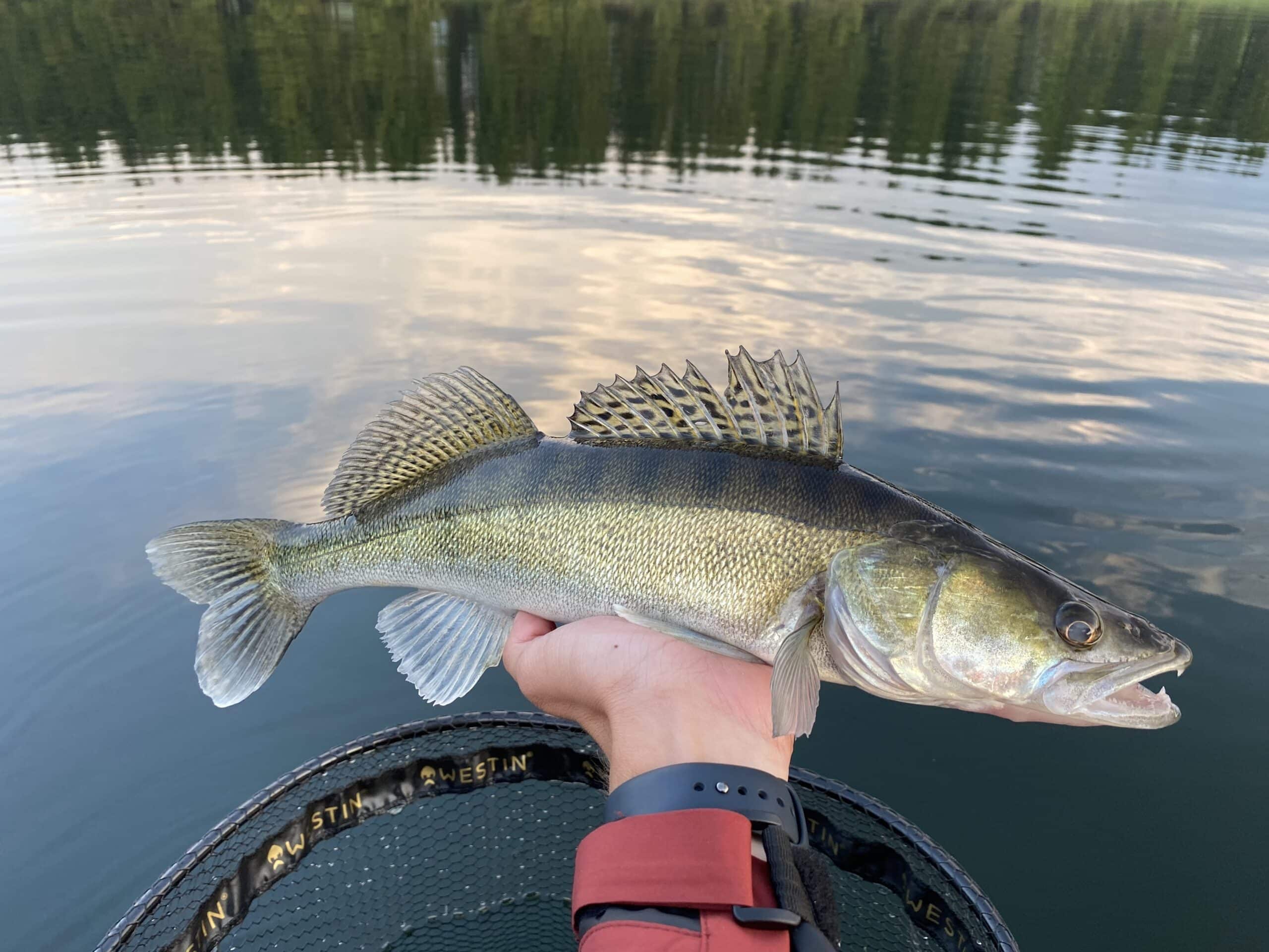 Candát úvodní foto