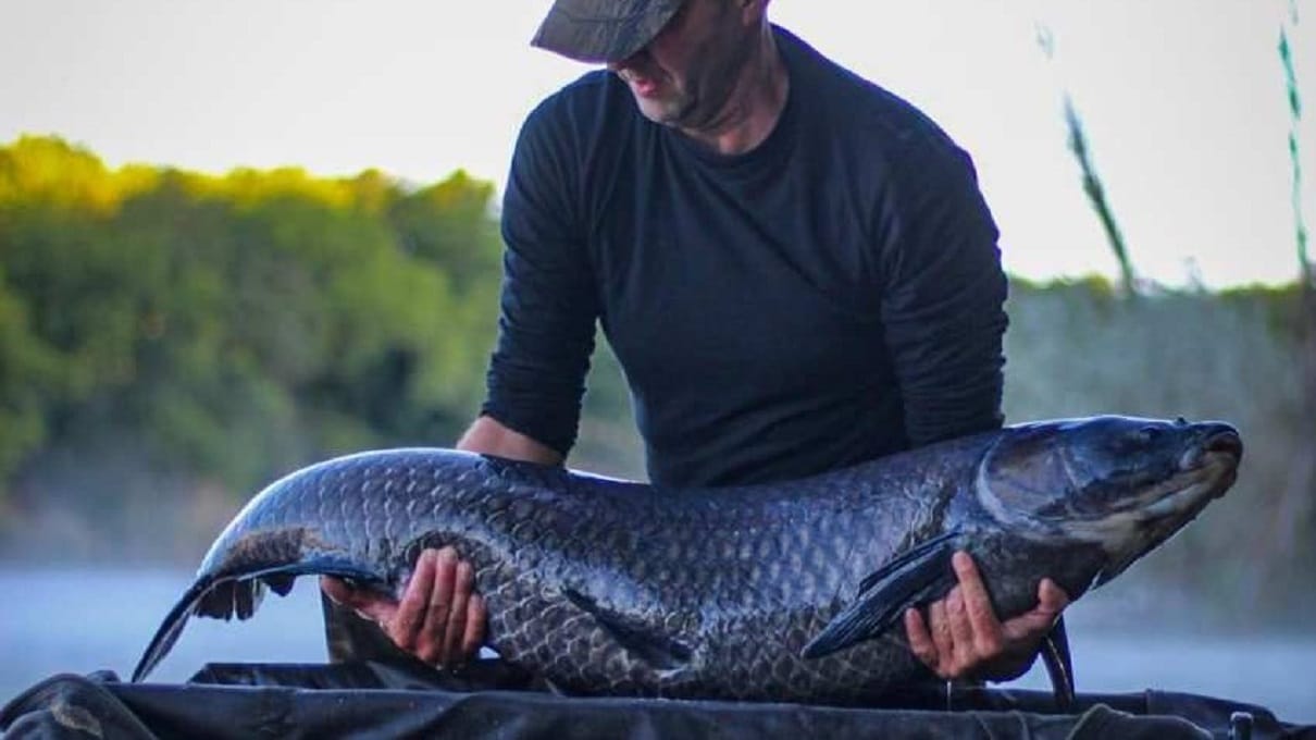 Netradičně zbarvený amur černý jako uhel: giga ryba váží už přes 25 ...