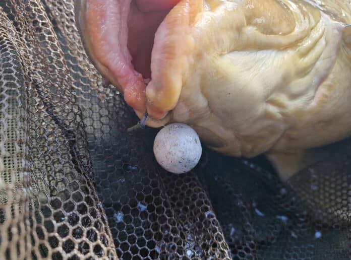 Bílé boilies