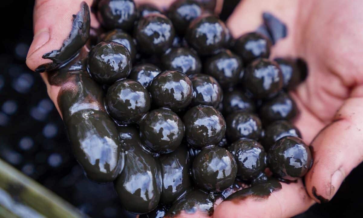 Boilies v belachanu